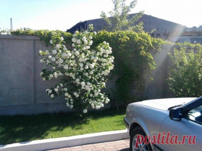 Калина Бульденеж — выращивание и уход | Загородный Дизайн: идеи и советы для дома и дачи