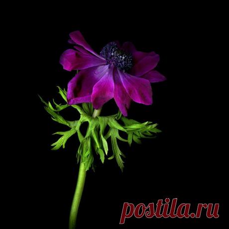 Красота на черном фоне