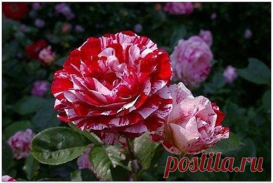 (86) Одноклассники