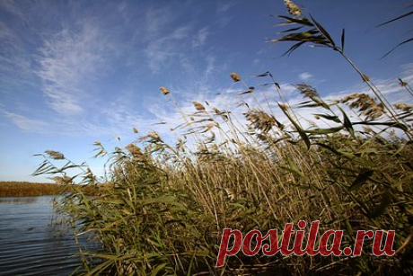 Тело брата сооснователя группы Cream Soda нашли в Волге спустя три месяца. Тело брата сооснователя группы Cream Soda Свиргунова нашли в Волге спустя три месяца после пропажи. Роман Свиргунов был последним, кто числился пропавшим без вести после трагедии, произошедшей 20 марта. Сообщается, что его тело обнаружили в камышах в километре от того места, где компания друзей провалилась под лед.