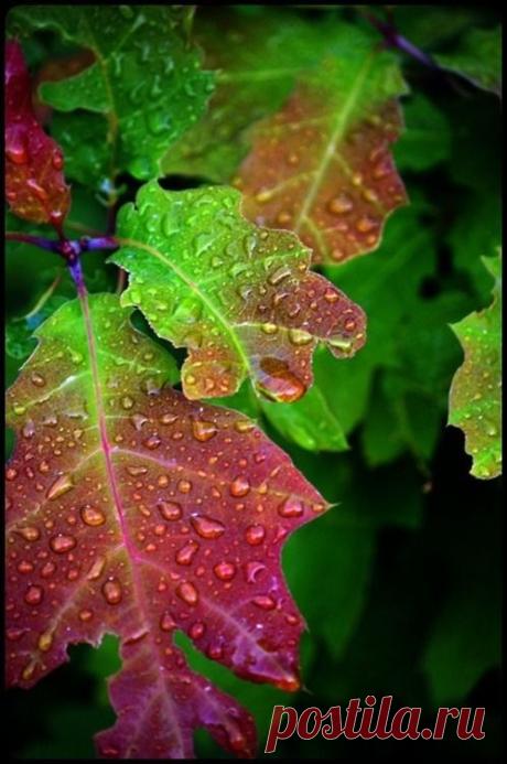 Pinterest