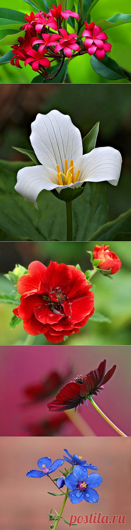 Flowers - a set on FlickrВеликолепные фото (много!!! )всевозможных цветов.Janine Russell. Прекрасные фотографии