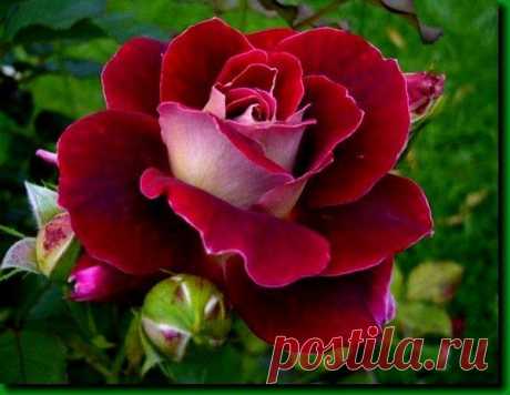 Цветы | Фотографии елена захарова | 5484 фото