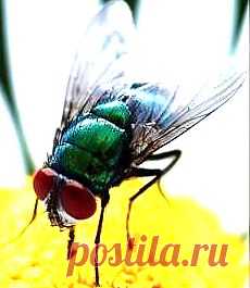 Муха (1)