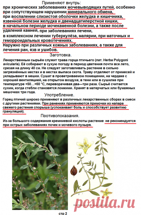 ГОРЕЦ ПТИЧИЙ (СПОРЫШ) СТР-2
