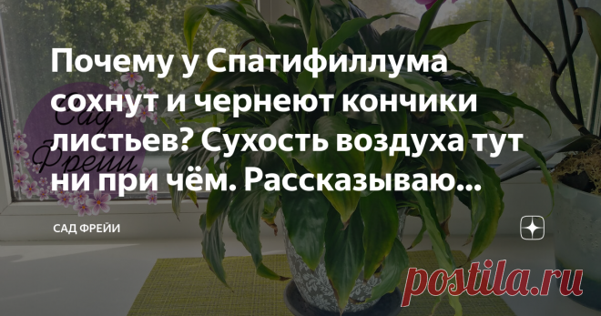 Почему у Спатифиллума сохнут и чернеют кончики листьев? Сухость воздуха тут ни при чём. Рассказываю простые причины Статья автора «Сад Фрейи» в Дзене ✍: Здравствуйте, цветоманы!
Меня зовут Екатерина и позвольте мне ещё чуть-чуть поговорить про спатифиллум.