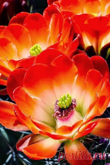 blanca ortega приколол(а) это к доске Flores