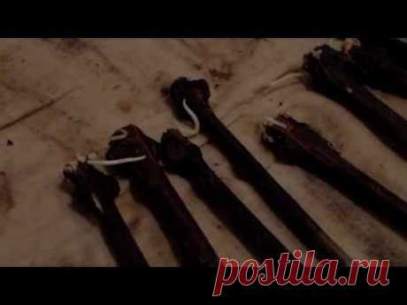 Черенки на шкафу Корни - YouTube