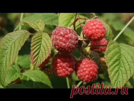 Как обрезать кусты малины