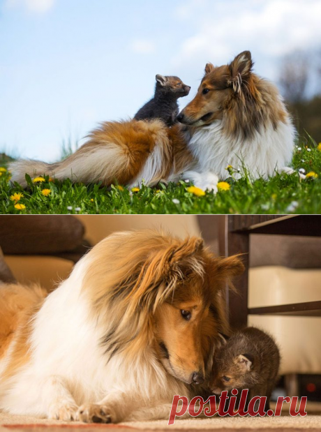 Заботливая колли усыновила лисёнка, мать которого погибла в автокатастрофе.