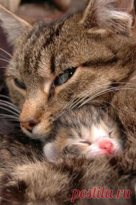 mom cat & tiny kitten