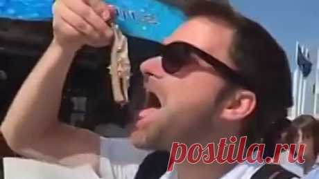 ЧАЙКА УКРАЛА РЫБУ!