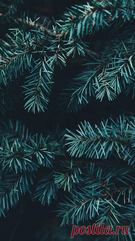 Foliage, leaves, ferns, greenery, undergrowth, overgrown, botanical,