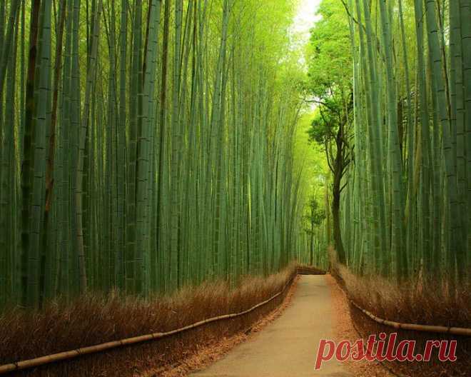 Бамбуковая тропа