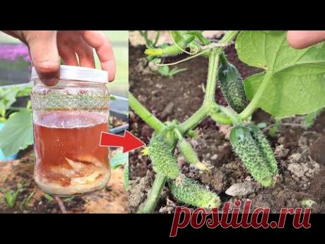 Сама не верила полила этим огурцы за ночь наросло 7 ящиков с грядочки! Картофельный настой огурцам!