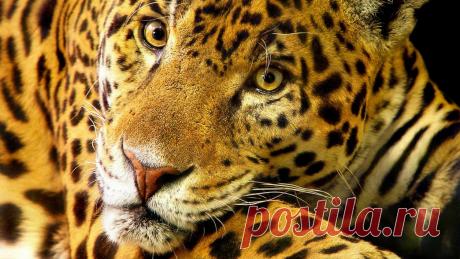 Ягуар скачать фото обои для рабочего стола