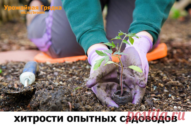 (29) Одноклассники