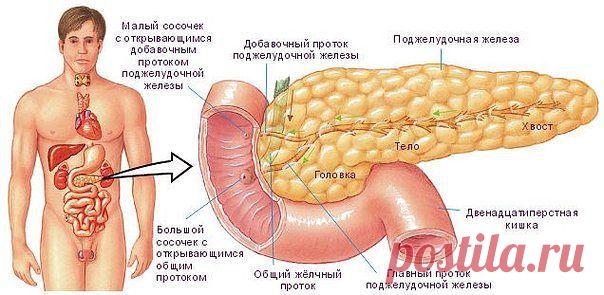 Поджелудочная