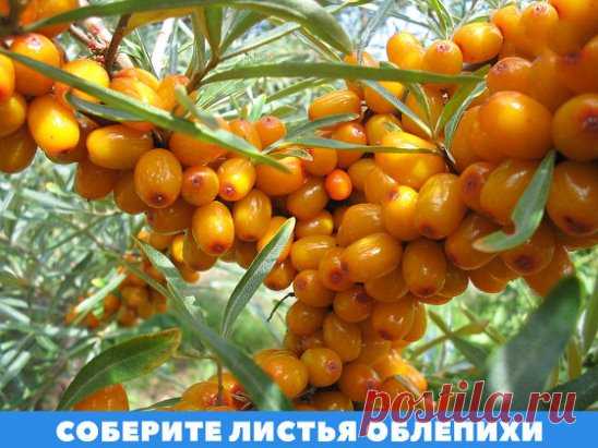 В сушёном виде их заваривают как чай и пьют при гипертонической болезни и симптоматической гипертонии, расстройствах кишечника, гиповитаминозе, простудных заболеваниях, а в свежем - применяют иногда вместо петрушки или укропа, если нужно посыпать зеленью то или иное блюдо.
1. Настой листьев облепихи используется при заболеваниях суставов (кипятить 1 ст. ложку размельченных листьев облепихи 10 мин. в стакане воды, принимать по 1/2 стакана 2 раза в день).
2. Облепиховый чай при гиповитаминозе. 5