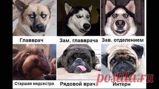 Забавная классификация врачей