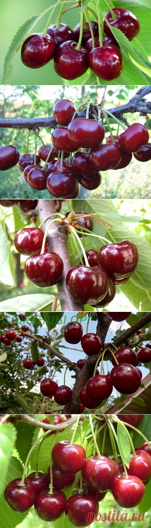 Вишня Средней полосы России описание сортов