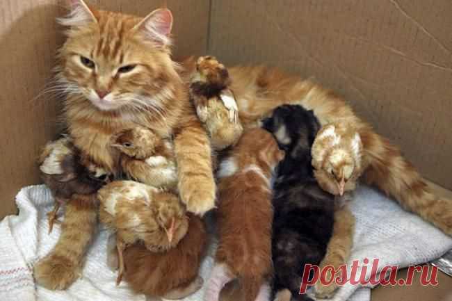 И родные дети, и приемные | Kote.Rjaka.com