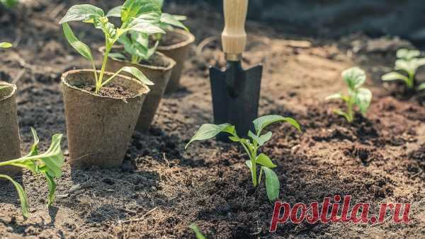 Мощный стимулятор роста — янтарная кислота! Удобрение для растений: томатов, огурцов и т.д.