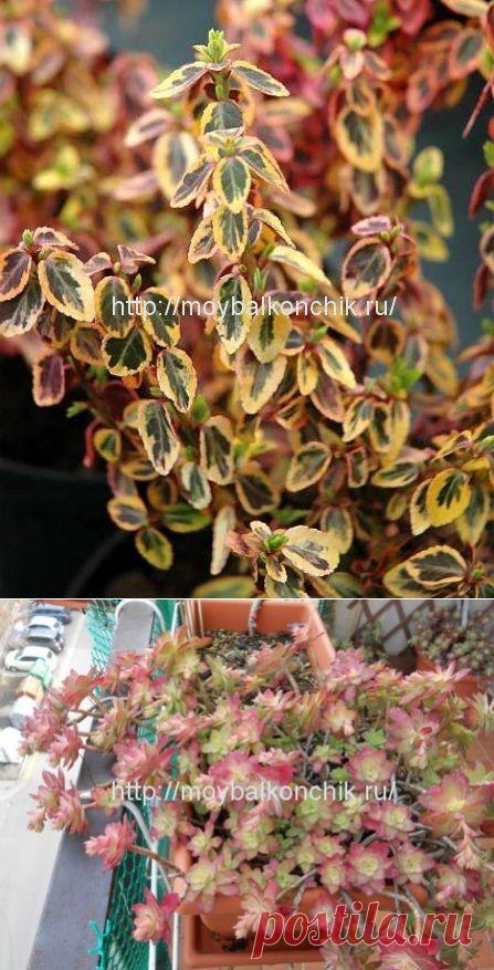 Многолетние растения для лоджии зимой