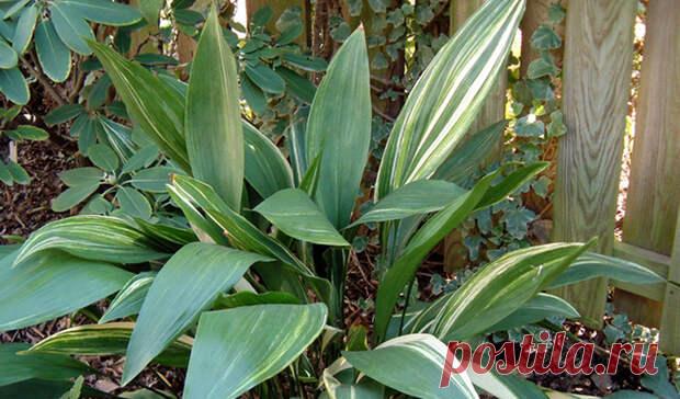 Растения для дома, которые могут расти даже в глубокой тени - Don't Panic Magazine - 21 апреля - 43169756135 - Медиаплатформа МирТесен Комнатные растения очень полезны для атмосферы в квартире. Но вот заботиться о растениях уже не так интересно и вовсе не просто, особенно там, где окна выходят на север и света мало. Но для таких квартир есть небольшой лайфхак – можно высадить растения, которым солнечный свет просто не нужен. - 21 апреля - 43169756135 - Медиаплатформа МирТесен