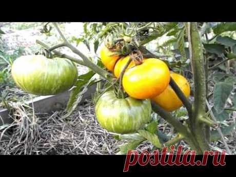 Томат Зебра: зеленая, оранжевая, желтая и другие цвета, характеристика и описание сорта с фото