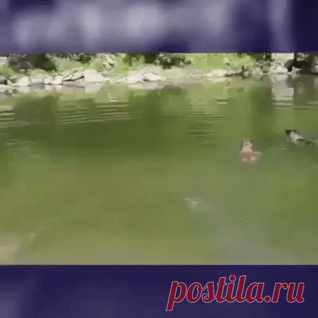Пошли вон с моего пруда!