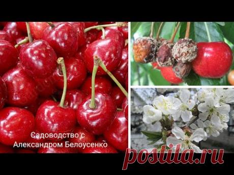 Обработка черешни и вишни от вишневой мухи Чем опрыскивать черешню чтобы не было червей в черешне