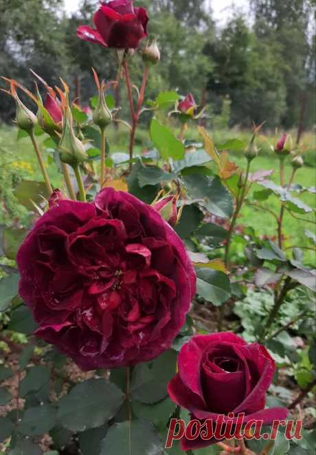 О РОЗАХ пошагово🌹. ПЛАНЫ на выходные 17-18 октября 2020 года. | Цветочница Анюта 🌹 | Яндекс Дзен