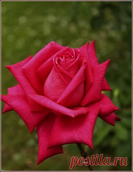 Татьяна ...* — «нам дарит рай земной..» на Яндекс.Фотках