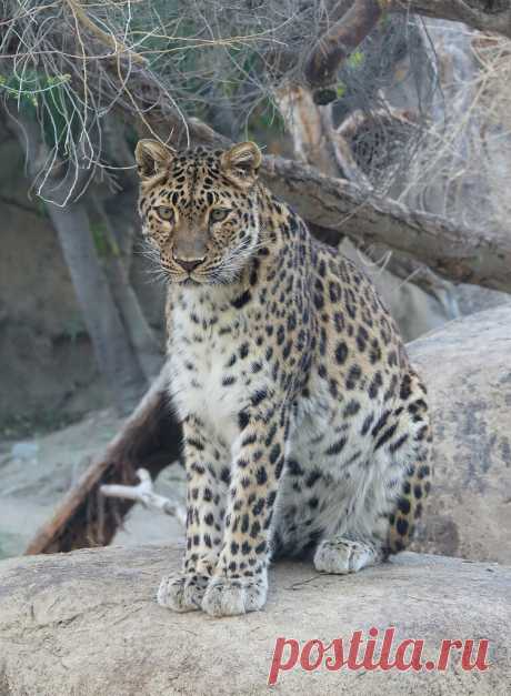 Sitting Pretty Living Desert Zoo - Palm Desert, California - Zoya the Amur leopard was born at the Audubon Zoo in New Orleans, Louisiana on 5/22/03 to Sasha (Mom) and Sergei (Dad).  Her mother passed away on 5/31/11.  Her father passed away on 12/16/17 at the Potawatomi Zoo in South Bend, Indiana.  Zoya moved to the Bronx Zoo in New York on 12/21/05 and the Fort Wayne Children's Zoo in Indiana on 1/15/13.  She has lived at her current home at the Living Desert Zoo since 11...