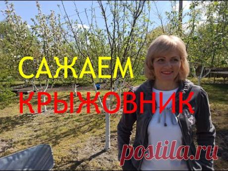 КРЫЖОВНИК. Как правильно посадить крыжовник. Как правильно ухаживать за крыжовником.ДАЧА 2020
