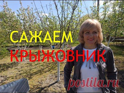 КРЫЖОВНИК. Как правильно посадить крыжовник. Как правильно ухаживать за крыжовником.ДАЧА 2020