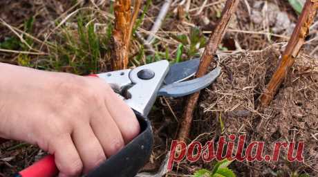 Уход за малиной сразу, как растает снег: грамотная обрезка увеличит завязи в два-два с половиной раза! | Наша Дача | Яндекс Дзен