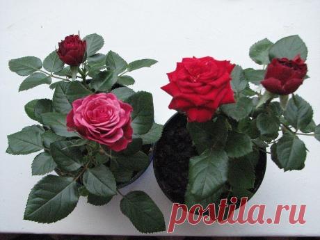 Почему миниатюрная роза часто погибает после покупки?