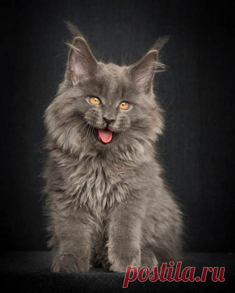 Американская енотовая кошка Maine Coon - Мастерок.жж.рф