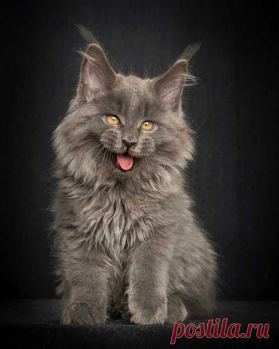 Американская енотовая кошка Maine Coon - Мастерок.жж.рф