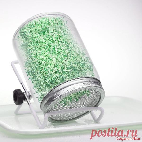 Проращиваю бобовые (мотыльковые), варианты приспособлений. - Страна Мам