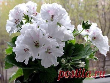 СЕКРЕТЫ ПЫШНОГО ЦВЕТЕНИЯ ГЕРАНИ
А можно каждый год обновлять #герань, пересаживая из нового черенка, как делали еще в старину наши прабабушки. Для размножения герани подходят верхушечные черенки длиной примерно 7 см с 3-5-ю листами. Черенки нарезаем, делая косой срез под почкой, нижнюю пару листьев обрываем, подсушиваем срез и место обрыва листьев в течение 2-3 часов, чтобы срез затянулся плёночкой, и сажаем сразу в подготовленные горшки с грунтом, слегка поливаем. Чтобы образовался пышный куст