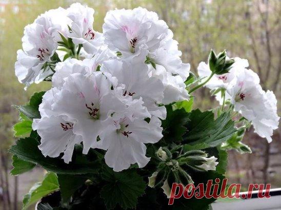 СЕКРЕТЫ ПЫШНОГО ЦВЕТЕНИЯ ГЕРАНИ
А можно каждый год обновлять #герань, пересаживая из нового черенка, как делали еще в старину наши прабабушки. Для размножения герани подходят верхушечные черенки длиной примерно 7 см с 3-5-ю листами. Черенки нарезаем, делая косой срез под почкой, нижнюю пару листьев обрываем, подсушиваем срез и место обрыва листьев в течение 2-3 часов, чтобы срез затянулся плёночкой, и сажаем сразу в подготовленные горшки с грунтом, слегка поливаем. Чтобы образовался пышный куст