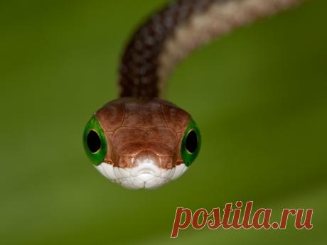 Африканский бумсланг (лат. Dispholidus typus) – красивая и очень опасная змея из семейства ужеобразных. Неосторожное обращение с ней может стоить вам жизни.