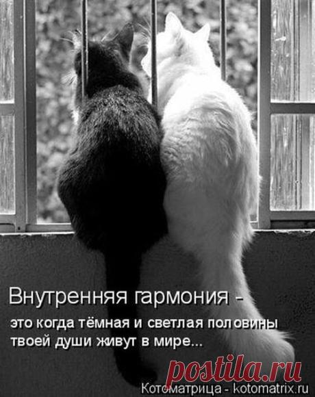 Лучшие котоматрицы недели (50 фото) » Триникси
