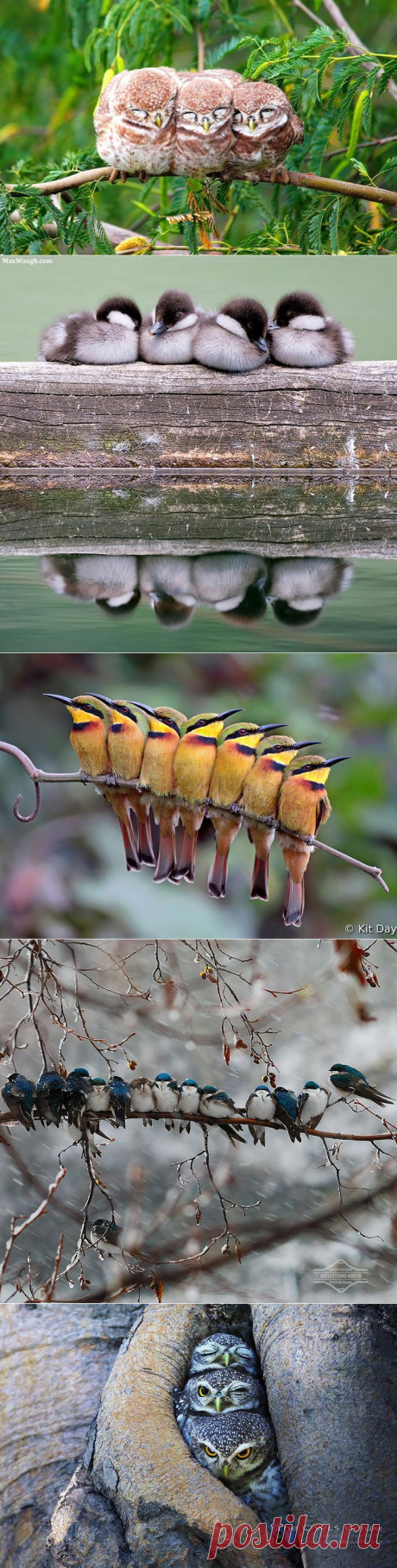 Невероятно позитивные фото с обнимающимися птицами))) Улыбка до ушей))Птицы — теплокровные существа, это означает, что они поддерживают температуру своего тела постоянной вне зависимости от температуры окружающей среды. Однако небольшой размер иногда вынуждает их согреваться друг о друга — когда на улице становится слишком холодно.