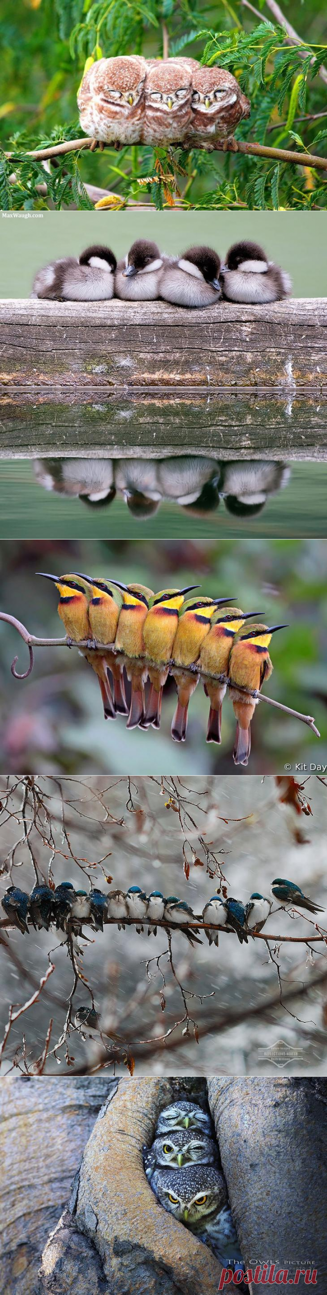 Невероятно позитивные фото с обнимающимися птицами))) Улыбка до ушей))Птицы — теплокровные существа, это означает, что они поддерживают температуру своего тела постоянной вне зависимости от температуры окружающей среды. Однако небольшой размер иногда вынуждает их согреваться друг о друга — когда на улице становится слишком холодно.