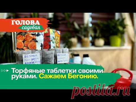 Голова садовая - Торфяные таблетки своими руками. Сажаем Бегонию.