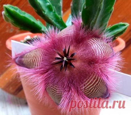 Многолетний суккулент стапелия (Stapelia) является представителем семейства Ластовневые. Данный род объединяет примерно 100 различных видов. В природе это растение по большей части встречается на территории Юго-Западной и Южной Африки.